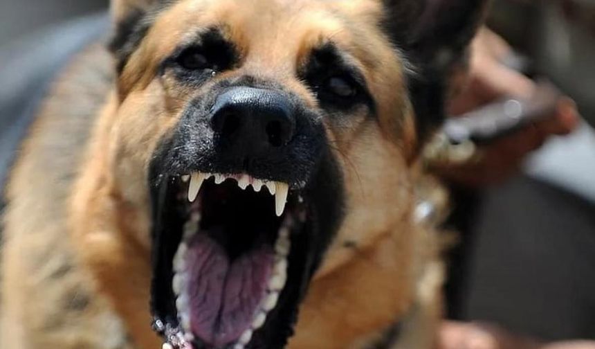 İçişleri Bakanlığı Müfettişleri sokak köpeği sorununu çözmek için sahaya iniyor